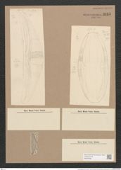 Amphora gigantea Grun. (de-Toni-Nr.: Genus 36, Species 1663) Zeichnungen Sammlung Grunow Nr. 3185 (NHMW-BOT-W0370630)